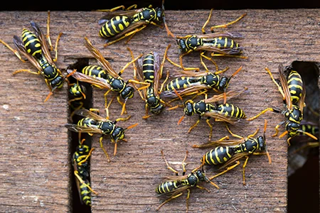 wasps on a house