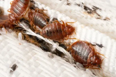 bed bugs on a mattress