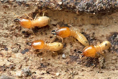 termites on wood