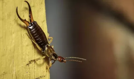 an earwig