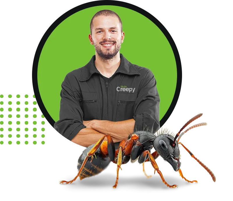 service technician with ant in front of them