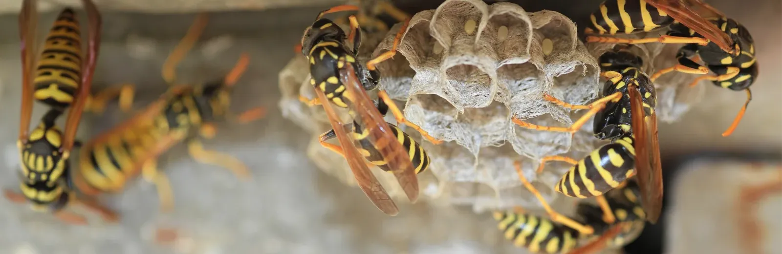 wasp nest