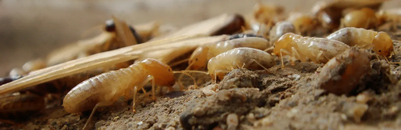 termites on wood