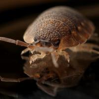 bed bug close up 