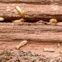 termites in wood