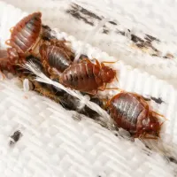 Bed Bugs in Mattress Seam