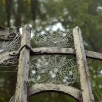 Spiderwebs between garden posts