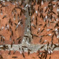 a swarm of ants on bricks