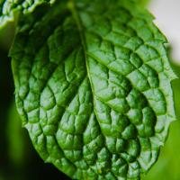 a peppermint leaf