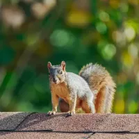 a squirrel on a roof