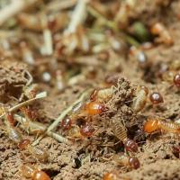 termites-feeding termites feeding