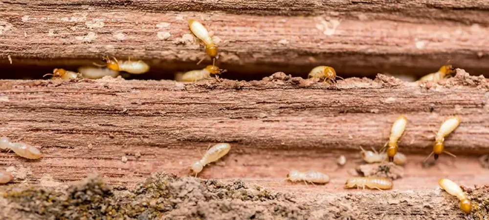 termites in wood