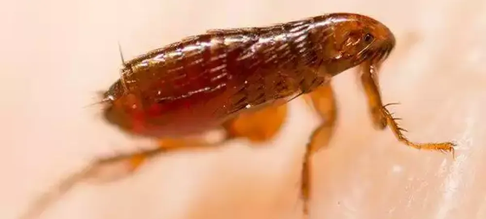 a flea on human skin