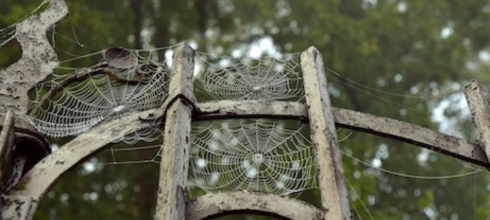 Spiderwebs between garden posts