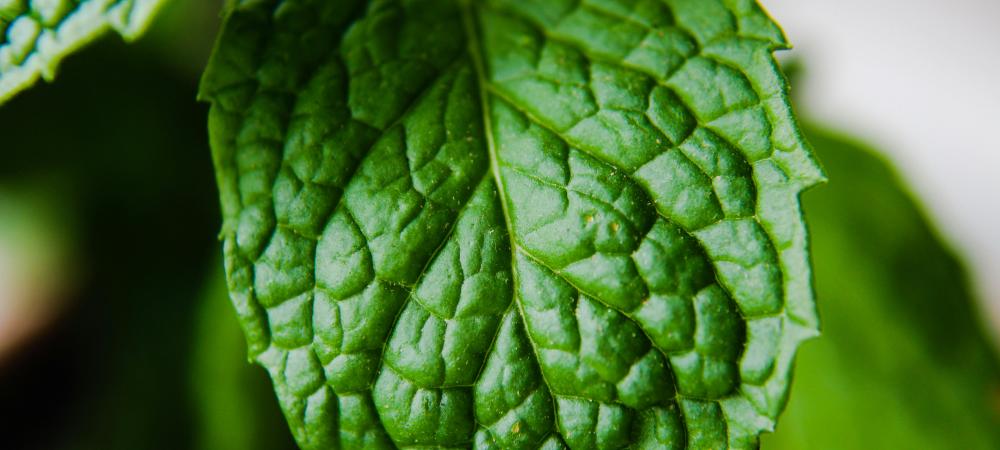 a peppermint leaf