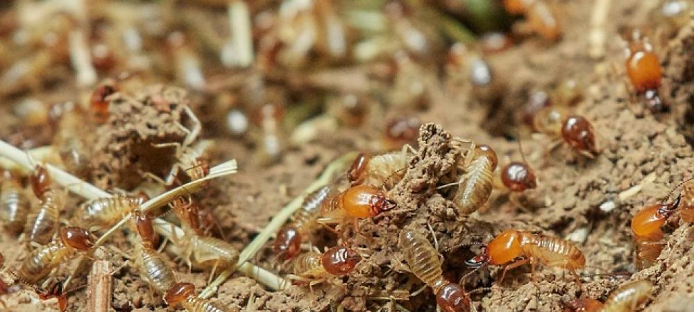 termites feeding