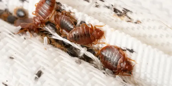 Bed Bugs in Mattress Seam