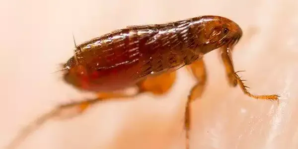 a flea on human skin