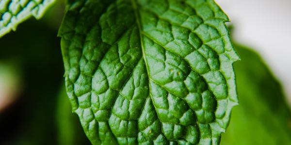 a peppermint leaf