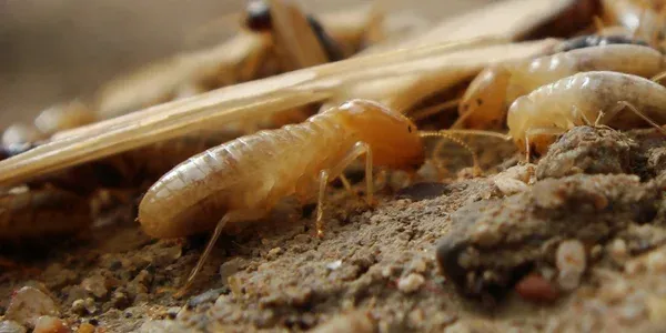 termites on wood