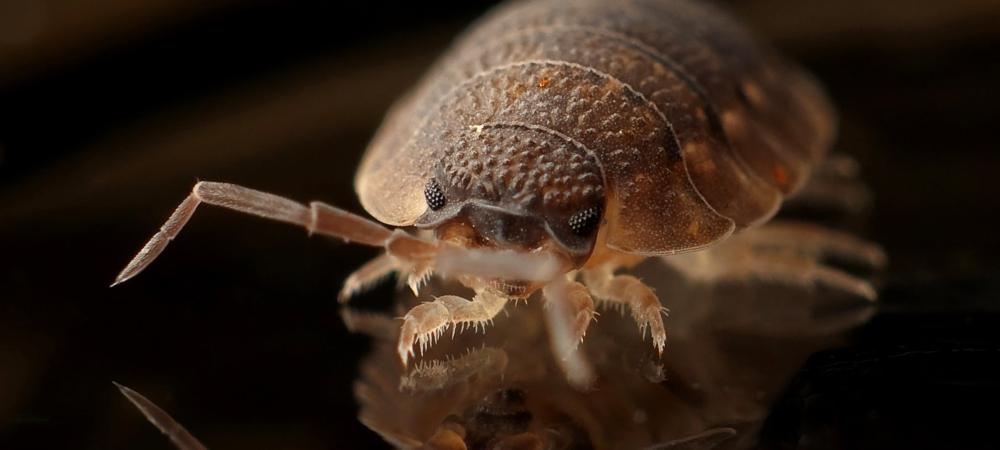 bed bug close up