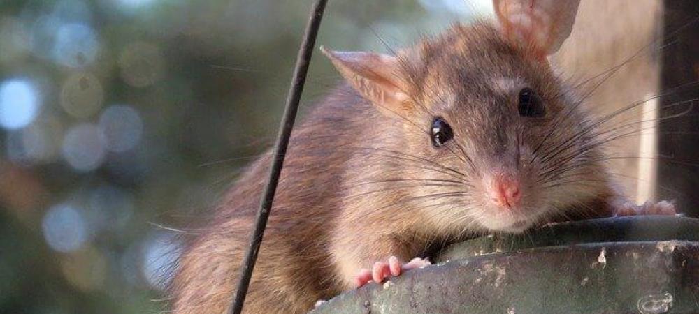 rodent outside of a home