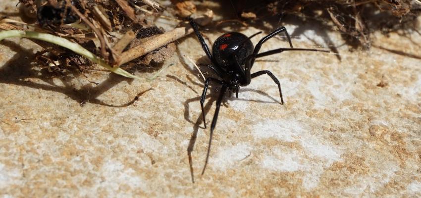 3. Black Widow Spider