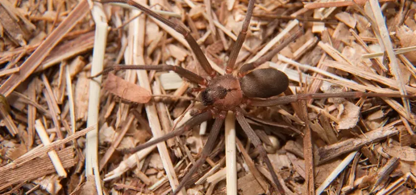 4. Brown Widow Spider