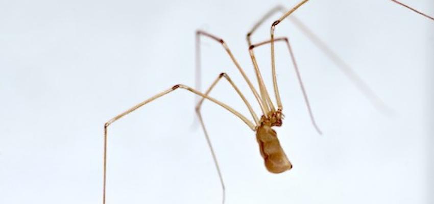 1. Cellar Spider