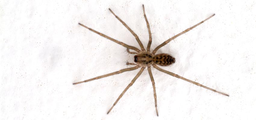 2. Common House Spider