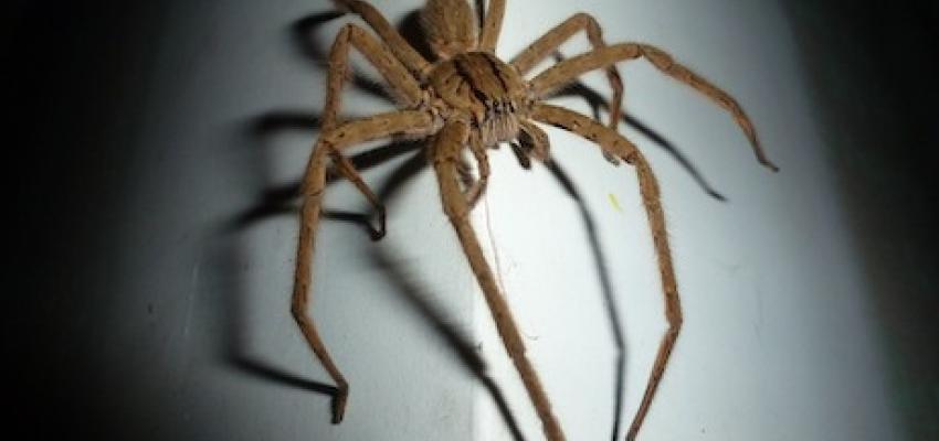7. Wolf Spider