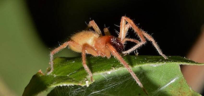 6. Yellow Sac Spider