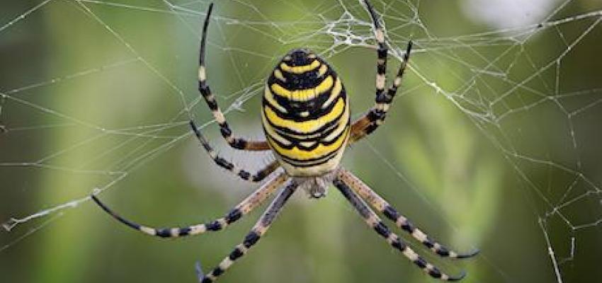 5. Orb-Weaver Spider