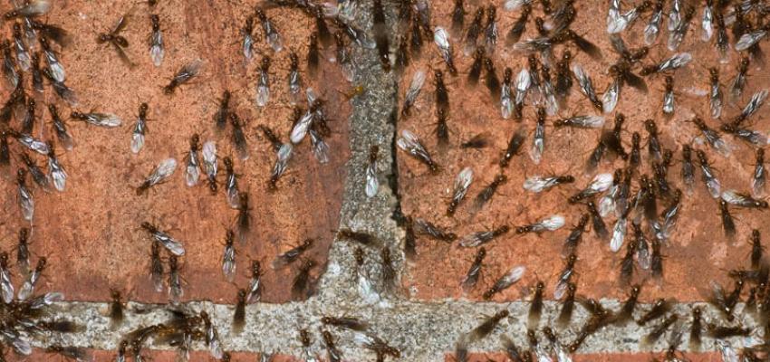 a swarm of pavement ants