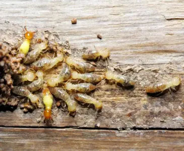 termites on wood